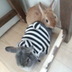 Image for article titled A Visit to Japan's Bunny Cafes